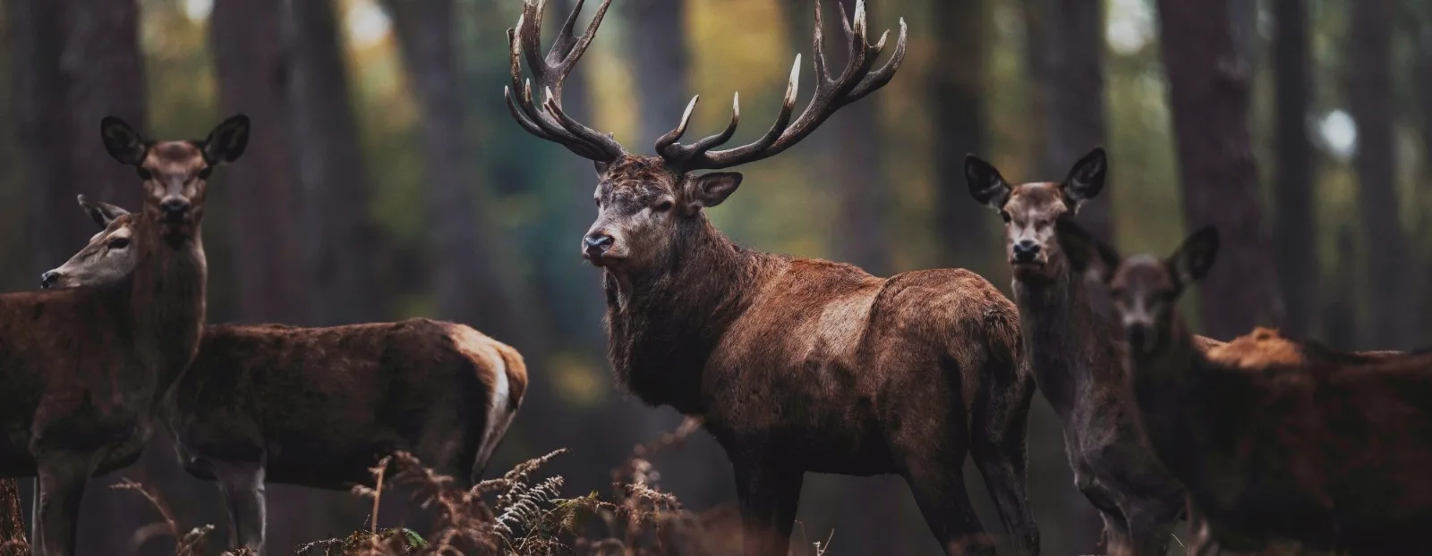 A naturally shed red deer antler resting on a mossy log in a sun-dappled New Zealand forest.